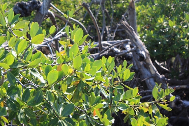 diversion en el caribe